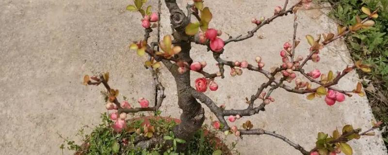 盆栽海棠花怎么养,养殖期间浇水不要过勤