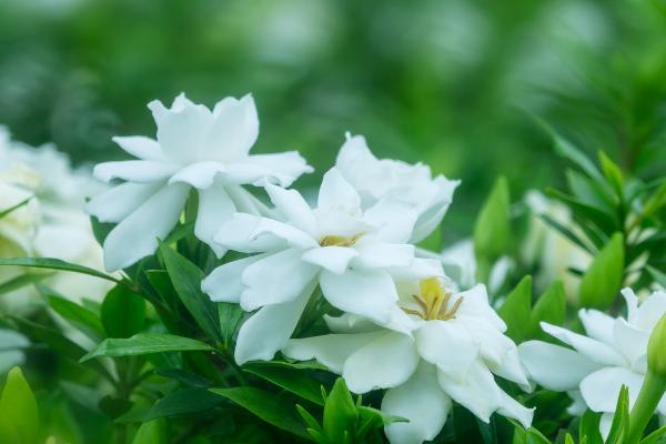 栀子花生虫了怎么办，可用湿布抹除