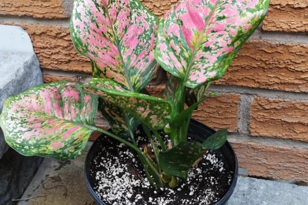 如意怎么养殖才可以更旺盛，可以每隔15天给植株施肥一次
