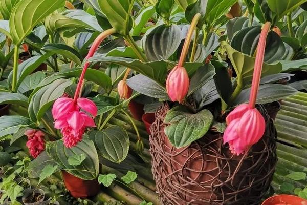 宝莲灯花用什么土养好，用腐叶土或泥炭土养殖好