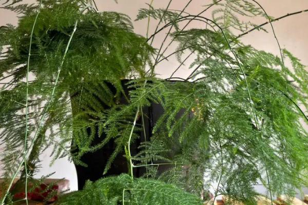 文竹是否要晒太阳，全天要提供散光照射