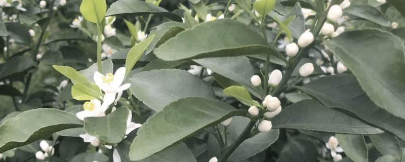 桔子花期施什么肥,在花期施磷钾肥