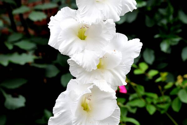 扁竹莲花的越冬方法，首先将残花剪去
