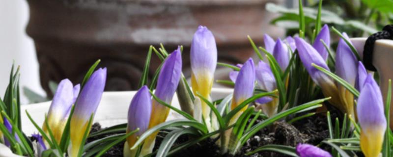 藏红花的室内种植方法,要定期打开窗户通风换气