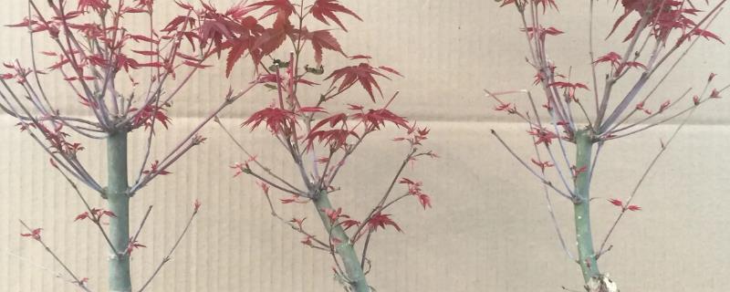 盆栽日本红枫的养殖方法,在微酸性土壤种种植为佳