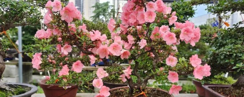 茶叶水可以浇什么花草,可以浇杜鹃、茉莉、茶花等