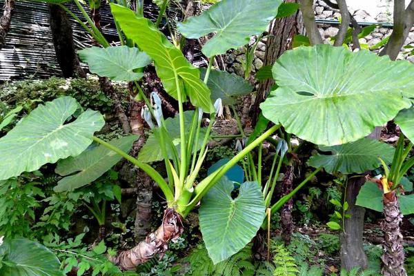 滴水观音的养殖方法，在生长季节每周追施一次肥料