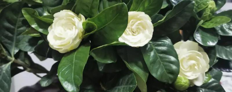 春节栀子花能开吗,栀子花一般不能在春节开花