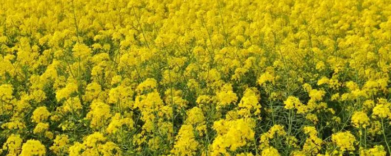 油菜花什么时候种,春油菜播种时间是在4月份左右