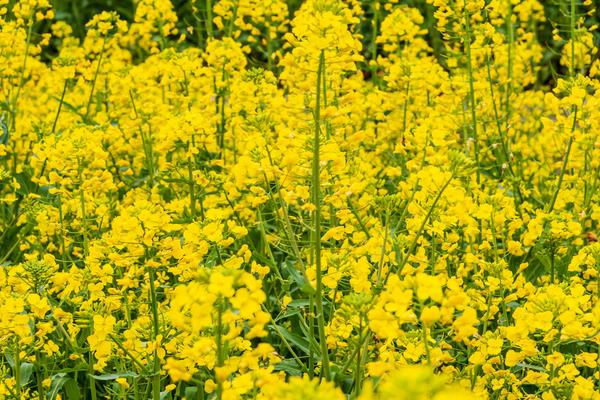 油菜花什么时候种，春油菜播种时间是在4月份左右