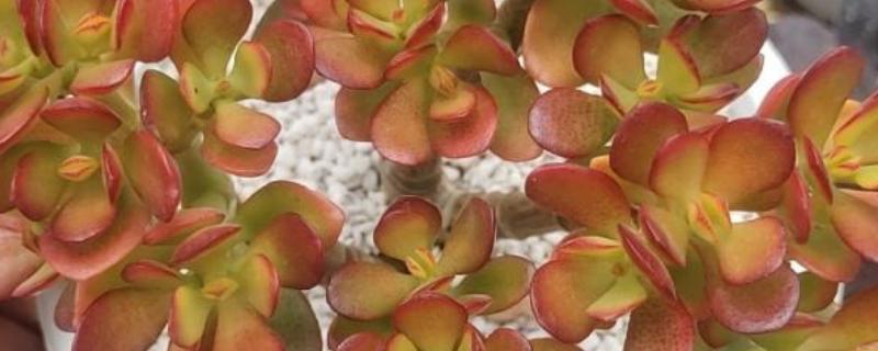 姬红花月多肉的养护方法,通常6天左右浇1次