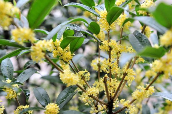 桂花的品种，有四季桂、金桂、丹桂、银桂等
