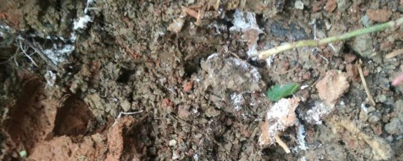 土壤有白色霉菌用什么药，可用氧化剂、小苏打或有机杀菌剂等