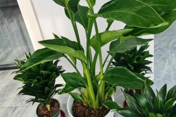天堂鸟杆子支不起叶子的原因,可能是光照不足或浇水过多等