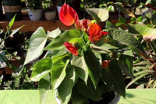 红掌夏天的养殖方法,无需太充足的光照