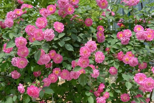 蔷薇花如何快速生长，可以搭架子帮助其攀爬