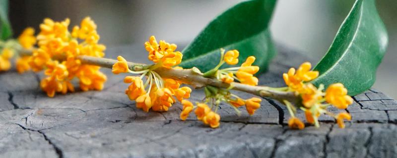 怎么给桂花换盆,可以在每年的春秋季节进行