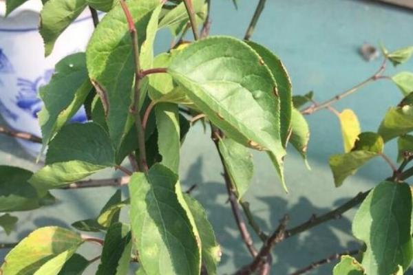 梅花叶子发黄卷叶的原因，可能是光照强烈或浇水过少等