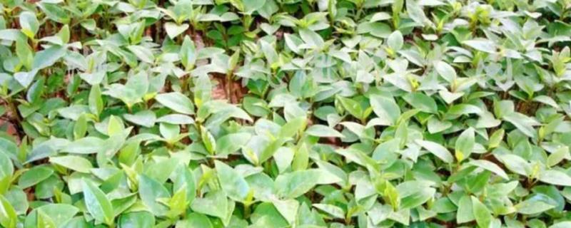 桂花种子怎样育苗,在4-5月份采收成熟果实的种子