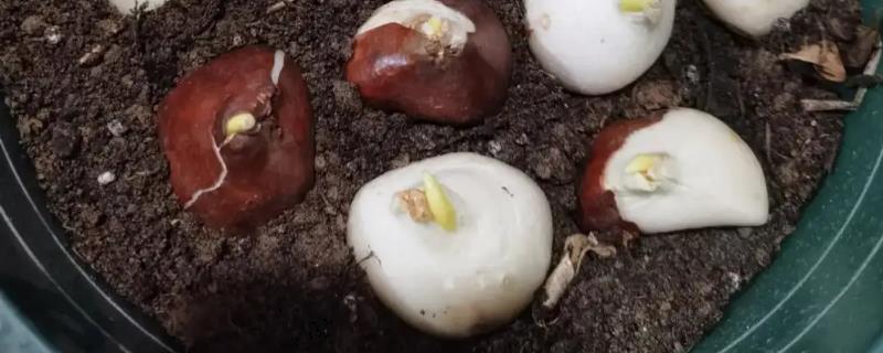 郁金香种球的种植方法，种球必须是生长健康的