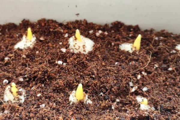 郁金香种球的种植方法,种球必须是生长健康的
