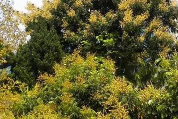 龙眼花期如何管理,需要充足的养分