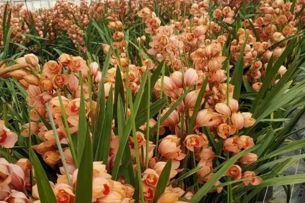 大花蕙兰的养殖方法,可以每隔5-7天给植株浇水一次