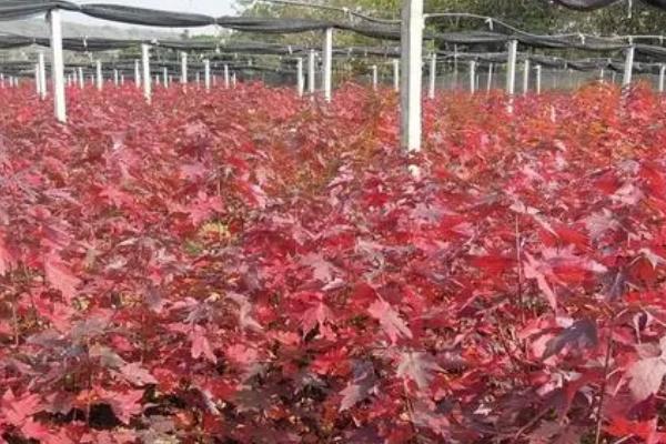 红枫在什么季节有,一年四季都有