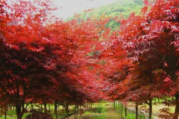 红枫在什么季节有,一年四季都有