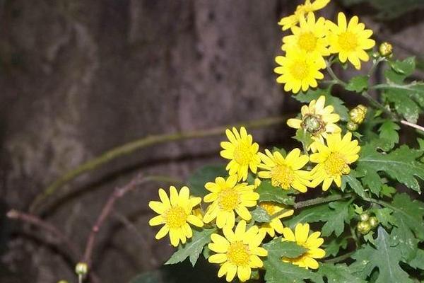 观叶菊花期怎么养护,要将其移放到通风的散光处