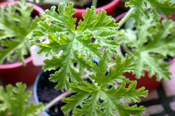 驱蚊草叶子发黄能不能补救,可根据原因针对性防治
