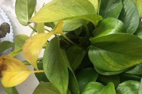 绿萝吊兰叶子发黄的原因,主要是浇水过多、光照过强等