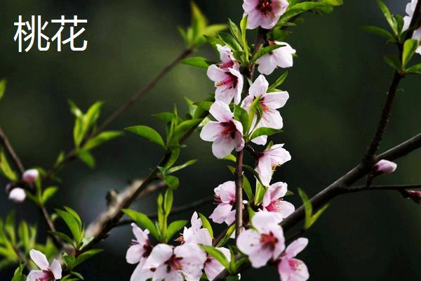 桃花和梅花有什么区别,科属、花朵、叶子和果实均不同