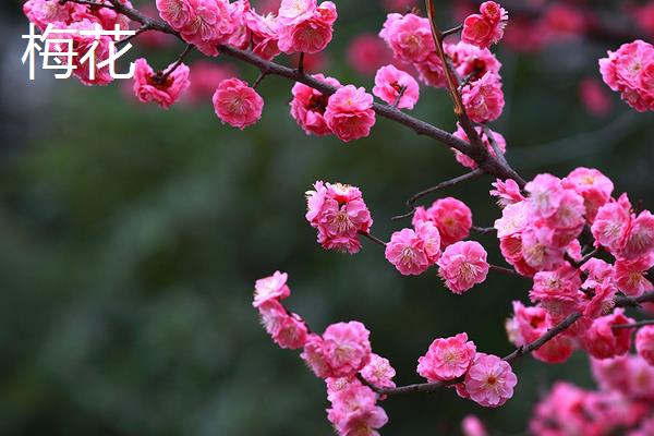 桃花和梅花有什么区别,科属、花朵、叶子和果实均不同