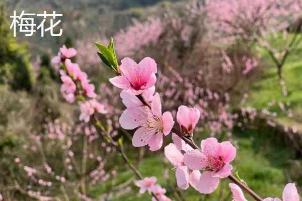 桃花和梅花有什么区别,科属、花朵、叶子和果实均不同