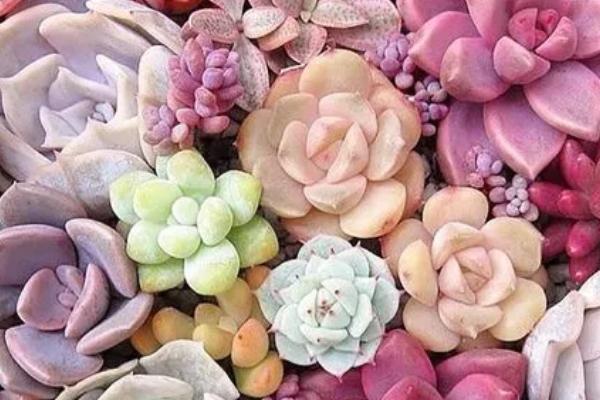 多肉为什么突然掉健康的叶子,可能是新陈代谢或温度骤变等