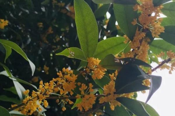 老金桂花的特点,适宜生长在湿润的环境中