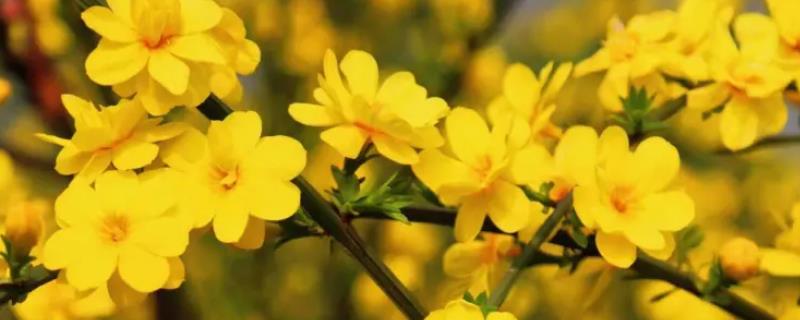迎春花适合在家里养吗,不适合养在家里