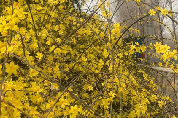 迎春花适合在家里养吗,不适合养在家里