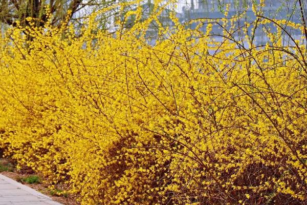 迎春花适合在家里养吗,不适合养在家里