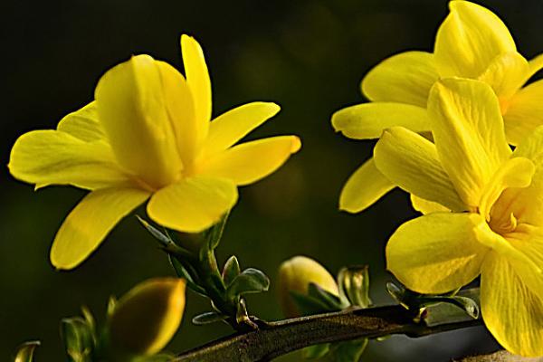 迎春花适合在家里养吗,不适合养在家里