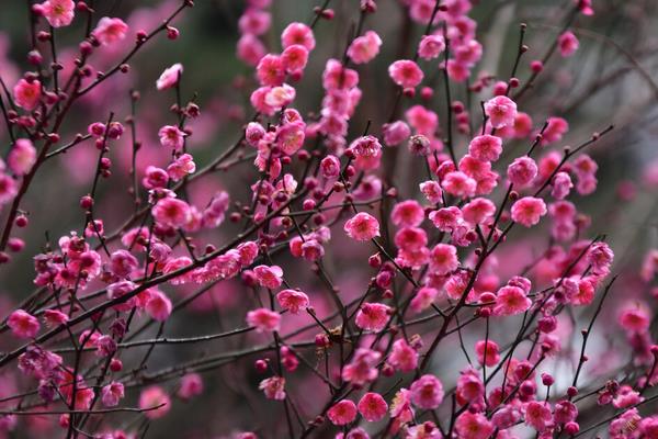 红梅花花期多长时间，花期只有一个月