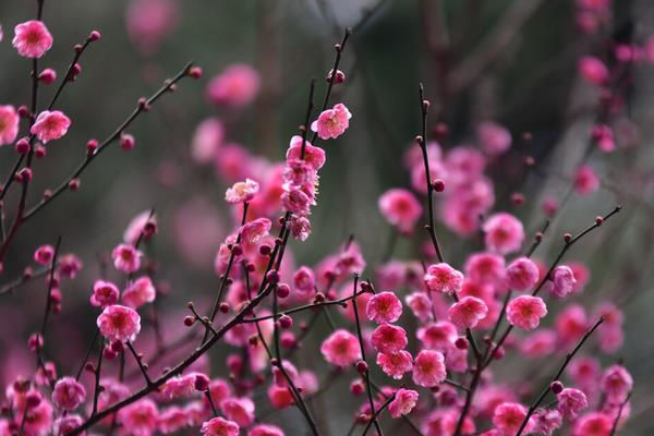 红梅花花期多长时间，花期只有一个月