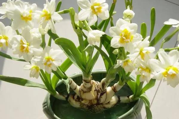水仙花的花语,寓意吉祥、祝福、坚贞的爱情等