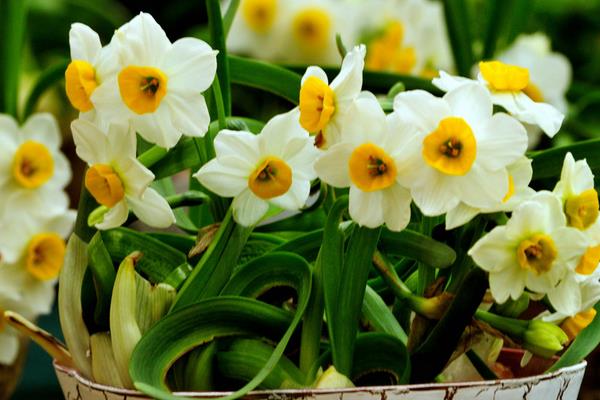 水仙花的花语,寓意吉祥、祝福、坚贞的爱情等