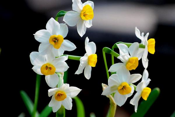 水仙花的花语,寓意吉祥、祝福、坚贞的爱情等