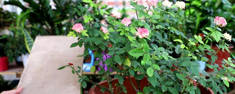 盆栽月季花怎么打顶,在笋芽长到15-30cm的长度以后进行