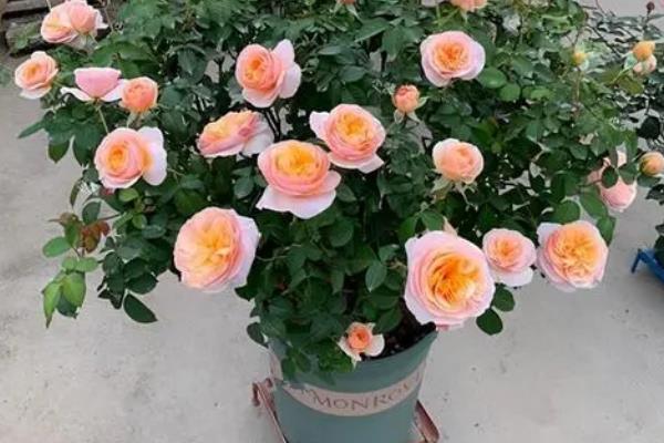 盆栽月季花怎么打顶,在笋芽长到15-30cm的长度以后进行