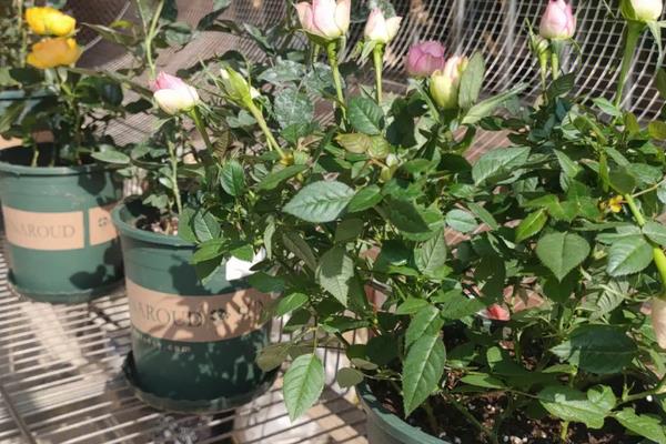盆栽月季花怎么打顶,在笋芽长到15-30cm的长度以后进行