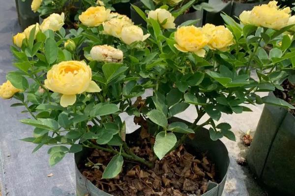 盆栽月季花怎么打顶,在笋芽长到15-30cm的长度以后进行